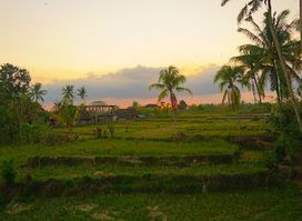 Petulu Heron Bird Colony Watch Point