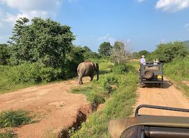 Pigeon Island Tours