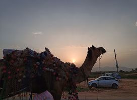 Panwar Camel & Jeep Safari Pushkar