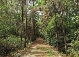 Shahbandar's Tunnel of Trees