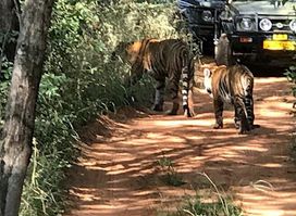 Ranthambore Tiger Safari
