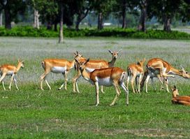 Shuklaphanta National Park