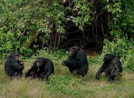Uganda chimpanzee safaris