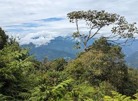 Bogota Birding & Colombia Wildlife Tours