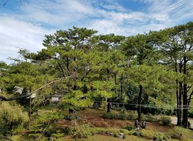 Camp John Hay Art Park