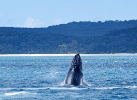 Hervey Bay Whale Watch