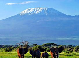 Mount Kilimanjaro Climbing