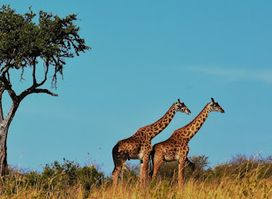 Crater Explorer, Tours and Safaris