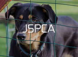JSPCA Animal Shelter