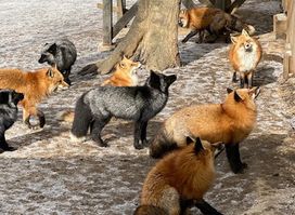 Zaō Fox Village