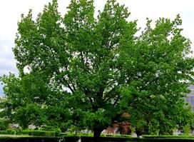 Giant Oak at the Square of Independence
