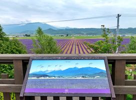 Farm Tomita Lavender East