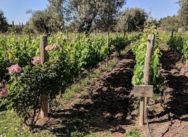Mendel Wines
