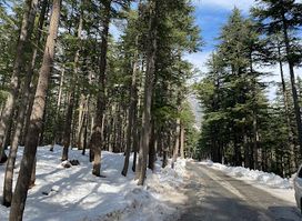 Usho Forest (Plain Forest)