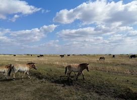 Hortobágy Wild Animal Park