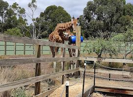 Halls Gap Zoo