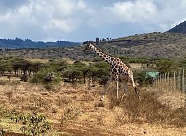 Lewa Wildlife Conservancy