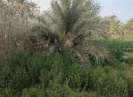تمقرت