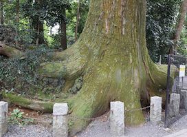 Takosugi
