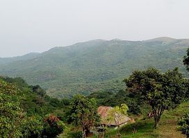 Ngel Nyaki Forest Reserve