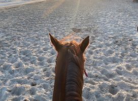Club Equus Hammamet