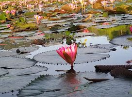 Lake Sebu Mountain Log Resort