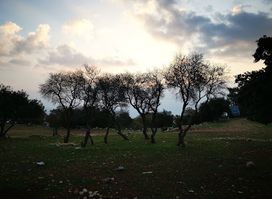 محميه دبين Dibeen Reserve