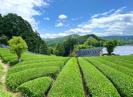 Wazuka Tea Plantation