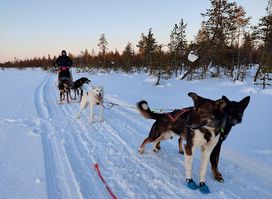 Bearhill Husky