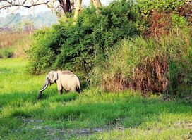 Kaziranga Jeep Safari