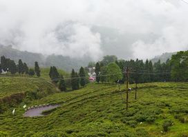 Happy Valley Tea Estate