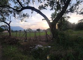 Morazan yoro