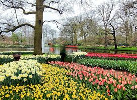 Tulpentijd In Nederland