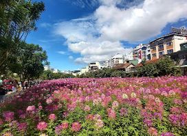 Da Lat Night Market