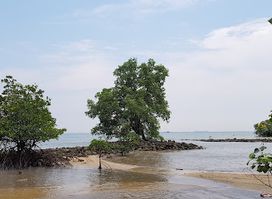 Wisata Alam Mangrove Pandang Tak Jemu