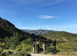 Birding Languedoc
