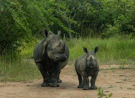 Ziwa Rhino and Wildlife Ranch