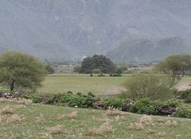 Hakaryano dand, Ali kalay