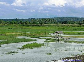 Liguasan Marsh