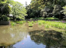 Pond of Purity