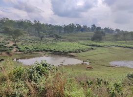 Mekhlipara Tea Estate