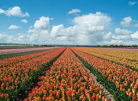 Foundation Tulip Route Dronten