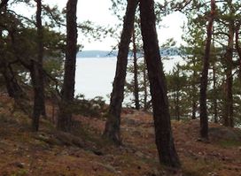 Pitkä