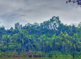 Sundarbans Reserved Forest