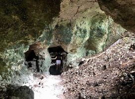 Barbados Wildlife Reserve
