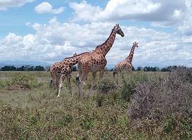 LAKE NAKURU NATIONAL PARK OFFICES