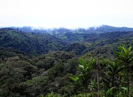 Reserva Puyucunapi - Mindo Cloudforest Foundation