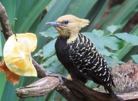 Birding Iguazú