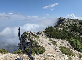 Camí de s'Arxiduc