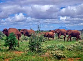 African Bush & Beach Adventures